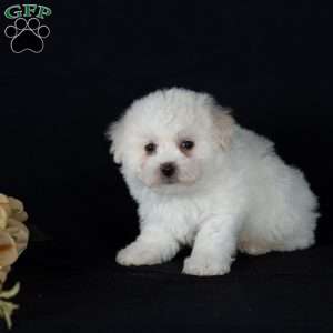 Titan (Mini), Bichon Frise Puppy